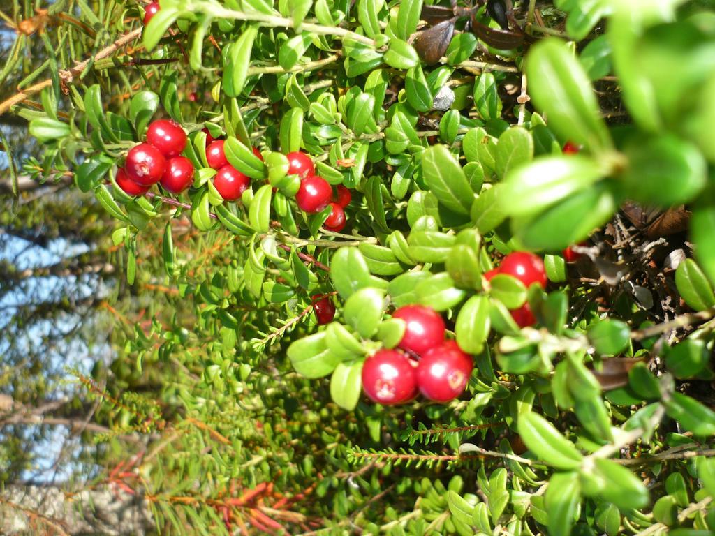 Lemmenjoen Lumo - Nature Experience & Accommodation Lemmenjoki Εξωτερικό φωτογραφία